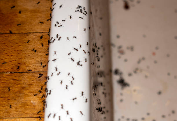 Best Spider Control Near Me  in Waukomis, OK