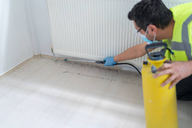 Wasp Removal Services in Waukomis, OK